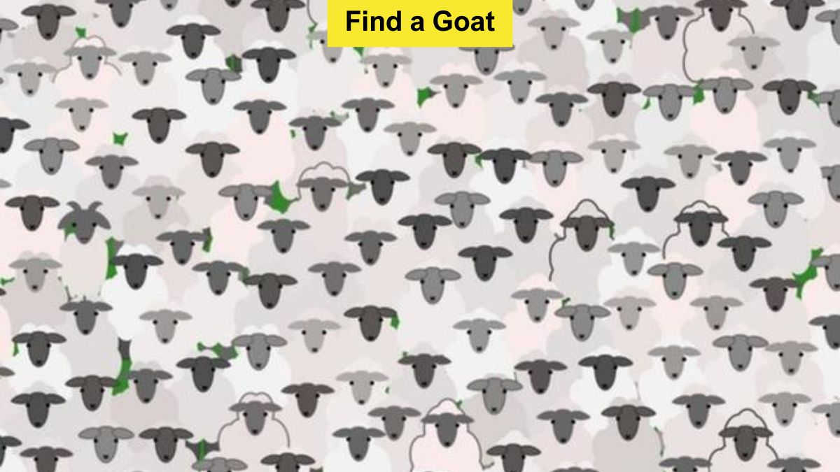 You have eagle eyes if you can spot a goat among the flock of sheep in 9 seconds!