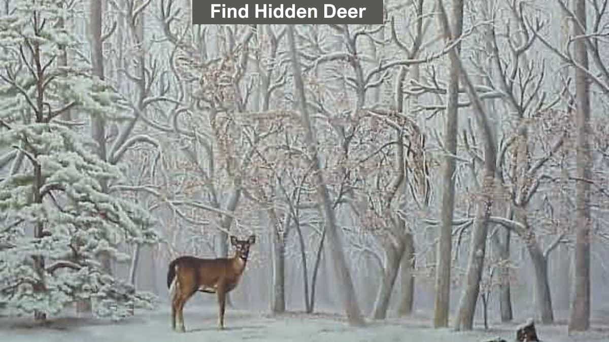 Can You Spot the Deer in This Image? Take the Visual Test Challenge! 2