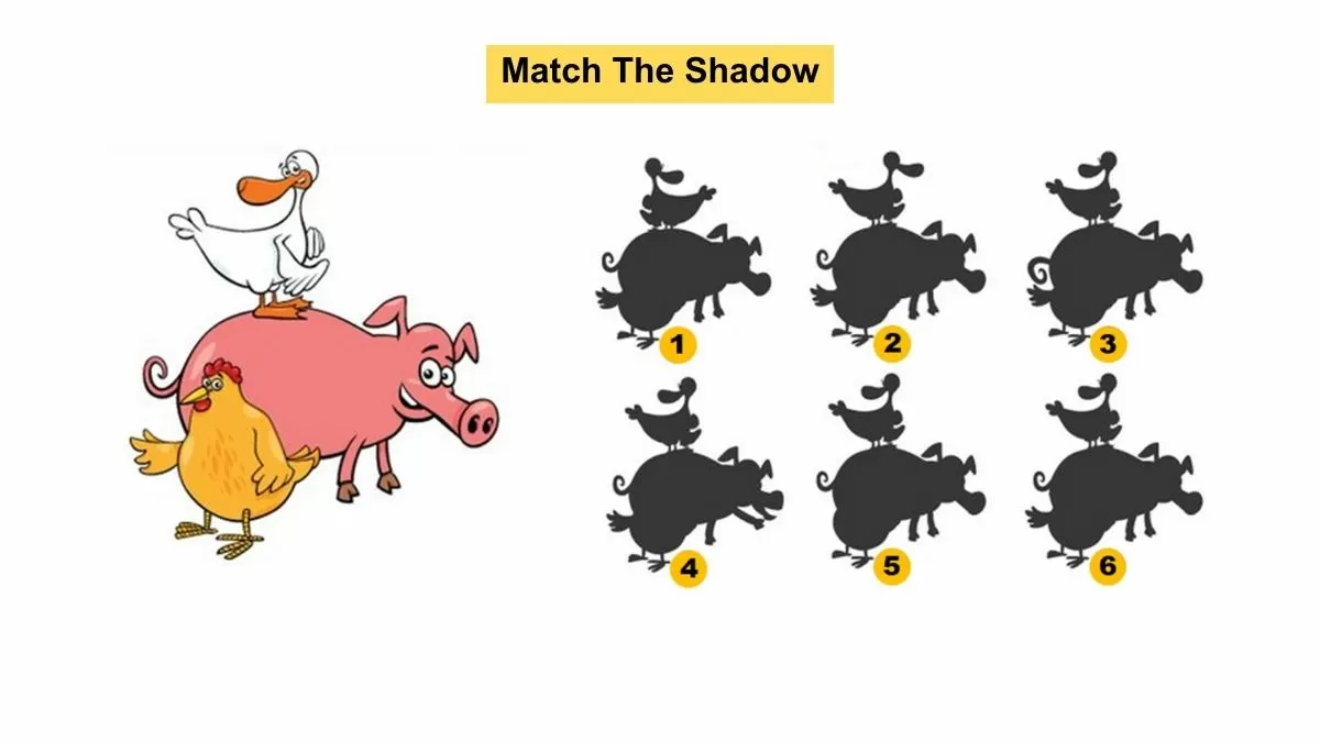 Visual Puzzle Challenge: Can You Match The Shadow Within 20 Seconds?