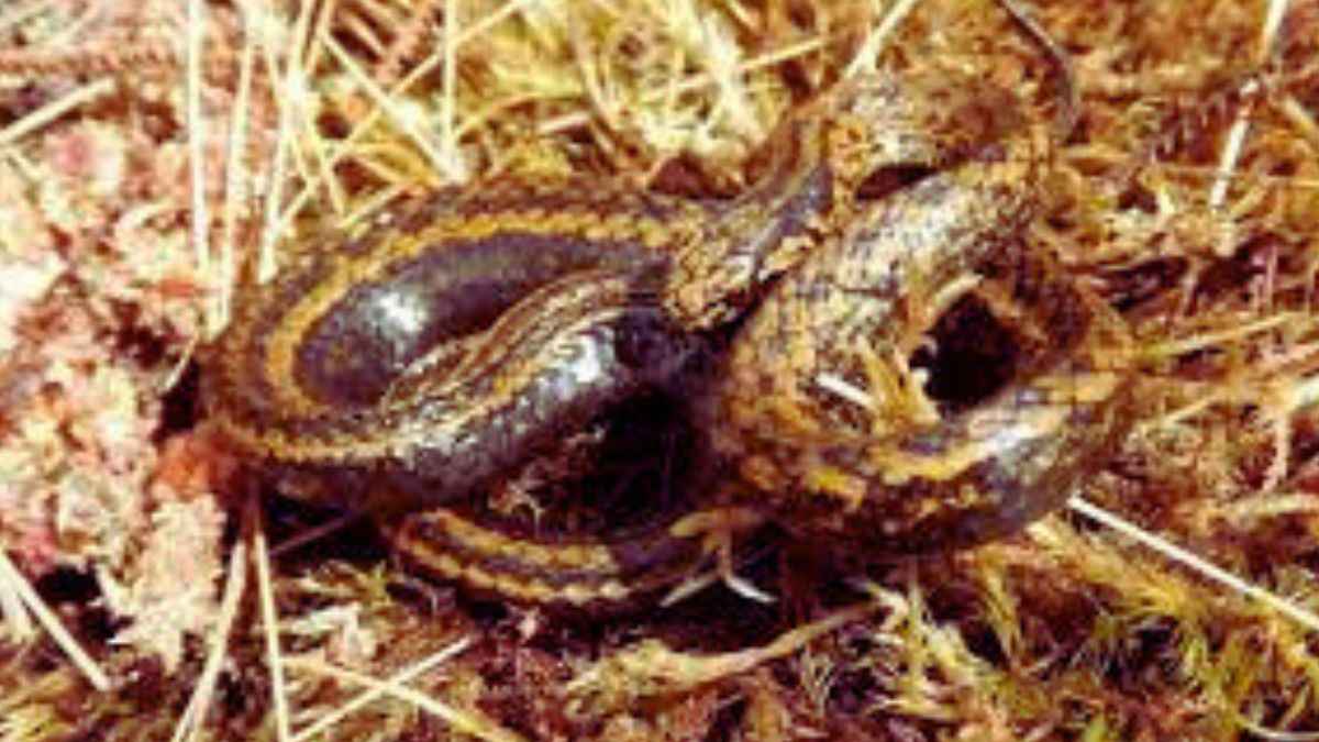 A Newly Found Snake Species Has Been Named After Harrison Ford. Wondering Why? Here's All You Need To Know!