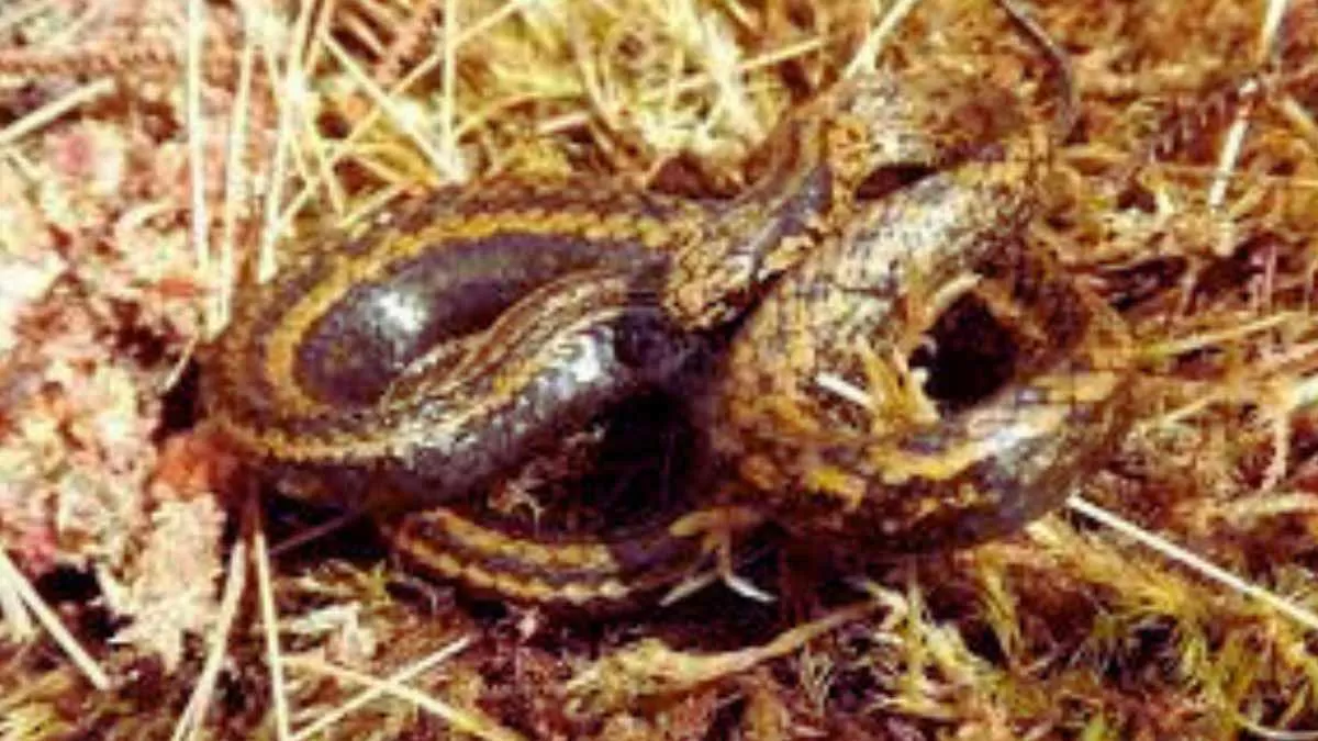 A newly found snake is named as "Harrison Ford". Here's all you need to know!