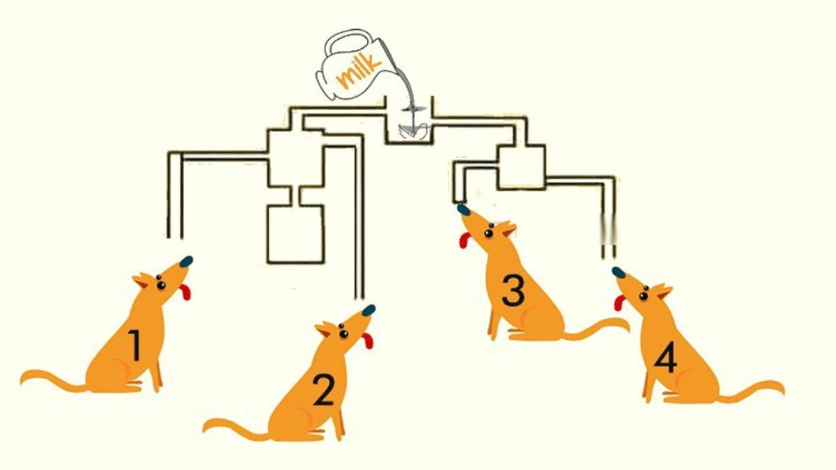 Within 8 Seconds, Tell Which Dog Will Drink The Milk First In This Puzzle?