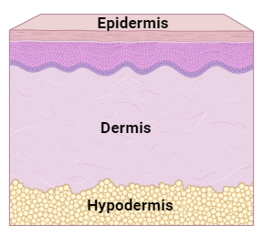 Skin Care Routine For School Students: Know Your Skin Type