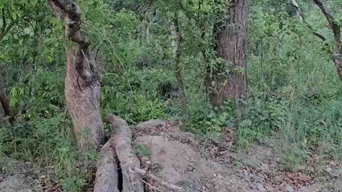 Only the most attentive can spot the tiger hidden in the bushes  in 9 seconds!