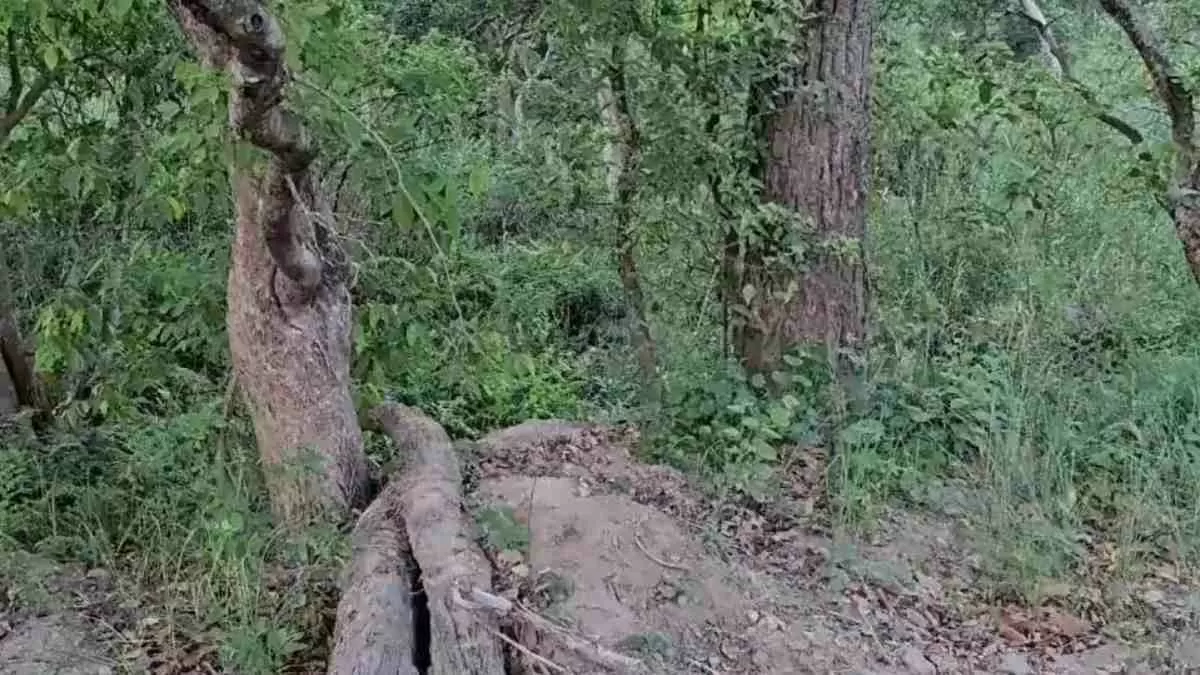 Only The Most Attentive Can Spot The Tiger Hidden In The Bushes In 9 Only The Most Attentive Can Spot The Tiger Hidden In The Bushes In 9