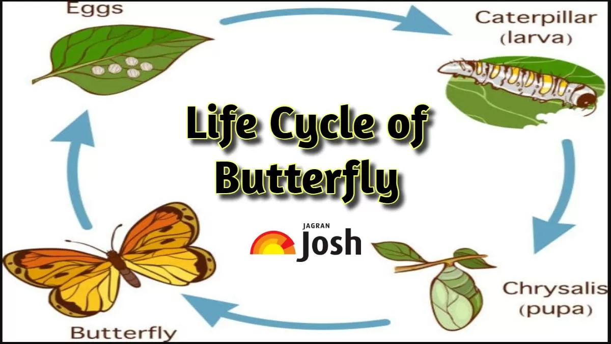 Butterfly Life Cycle Diagram With All Stages Including Eggs 58 OFF