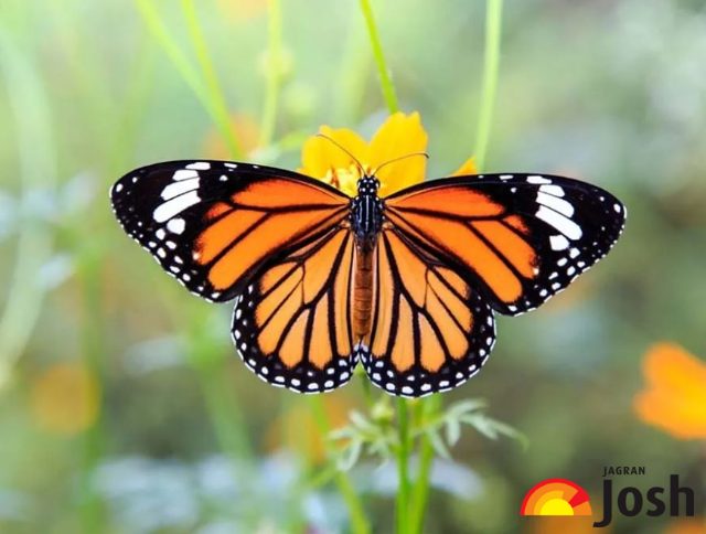 life cycle of butterfly in hindi essay