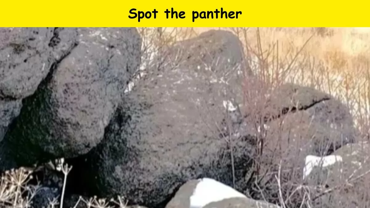Spot the panther in 8 seconds