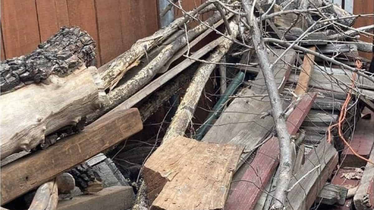 Optical Illusion Visual Skill Challenge: Find a cat in the wood logs in 8 seconds!