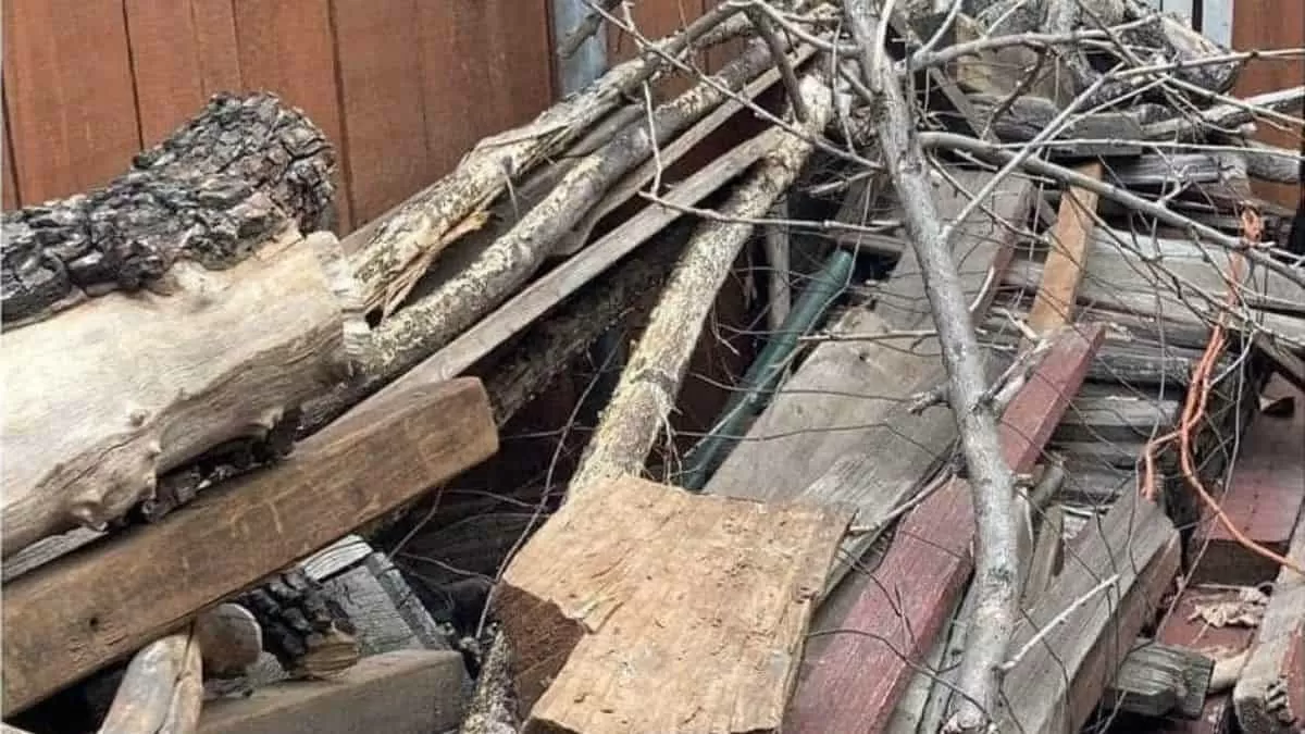 Optical Illusion Visual Skill Challenge: Find a cat in the wood logs in 8 seconds