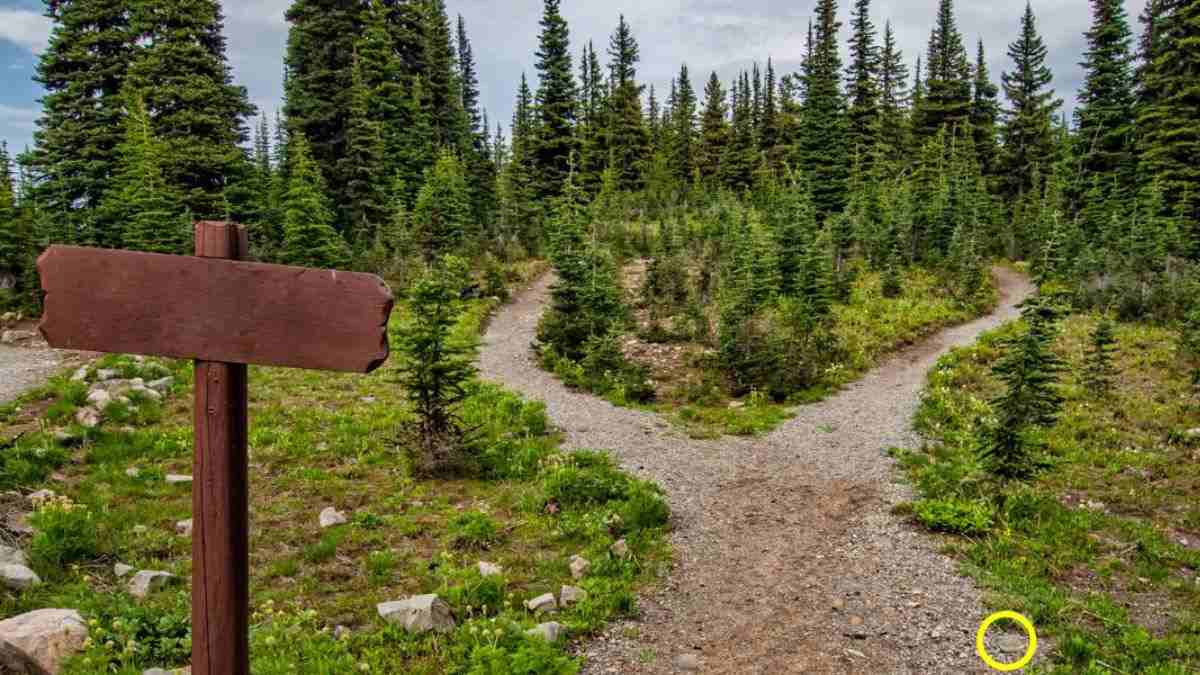 turtle hidden animals optical illusions answers