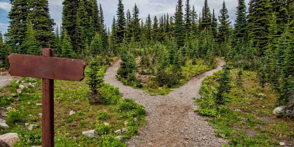 find the turtle hidden optical illusions