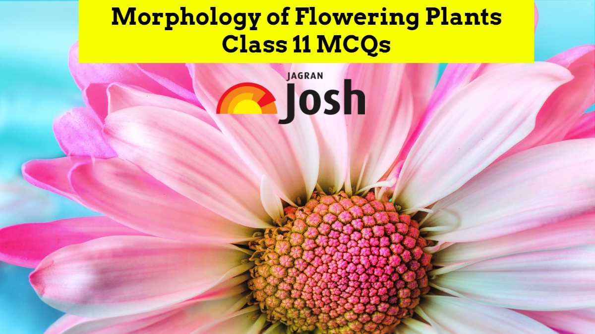 CBSE Morphology of Flowering Plants Class 11 MCQs