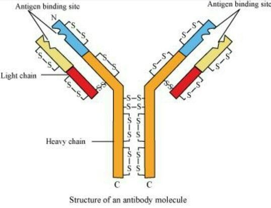 CBSE Class 12 Biology Human Health and Disease Revision Notes for 2023 ...