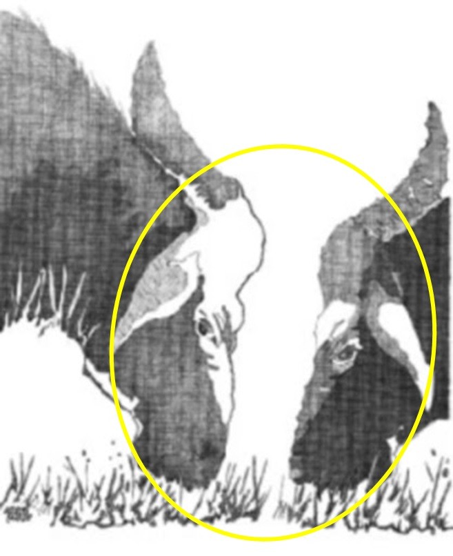 hidden animals optical illusions answers