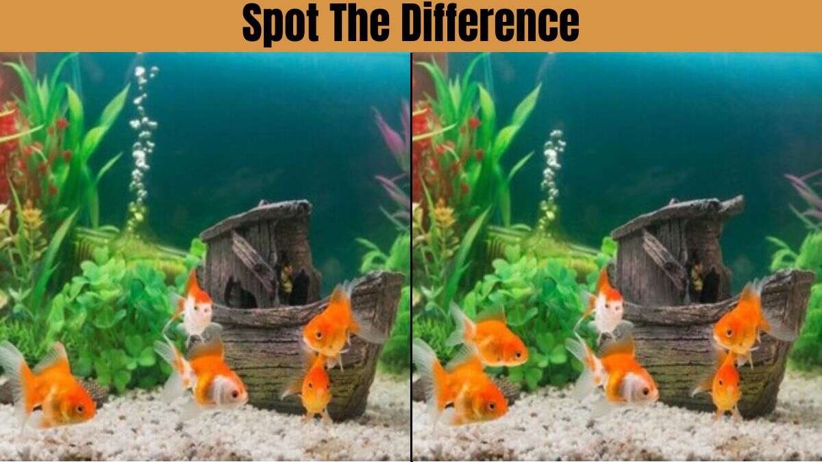 These 5 Differences Are Making People Scratch Their Head