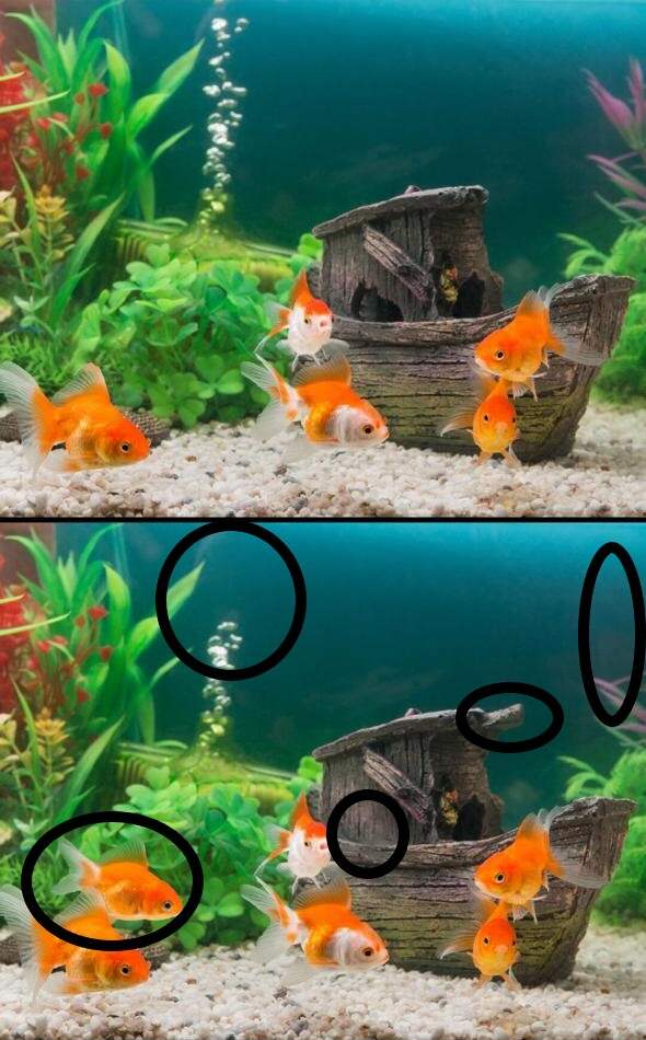 Spot The Difference: Spot These 5 Differences in 7 Seconds