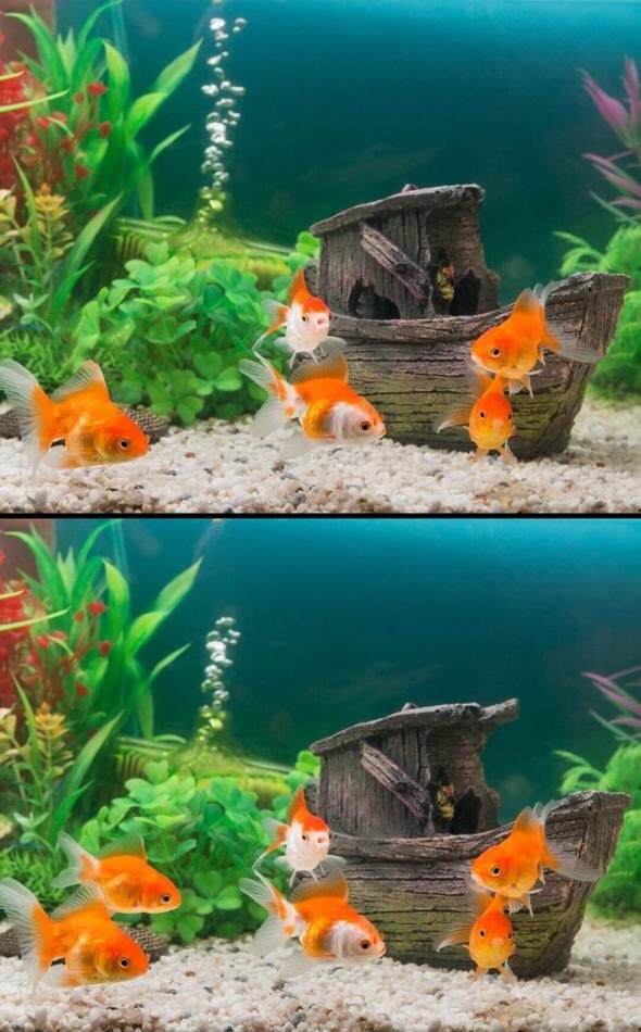 Spot The Difference: Spot These 5 Differences in 7 Seconds