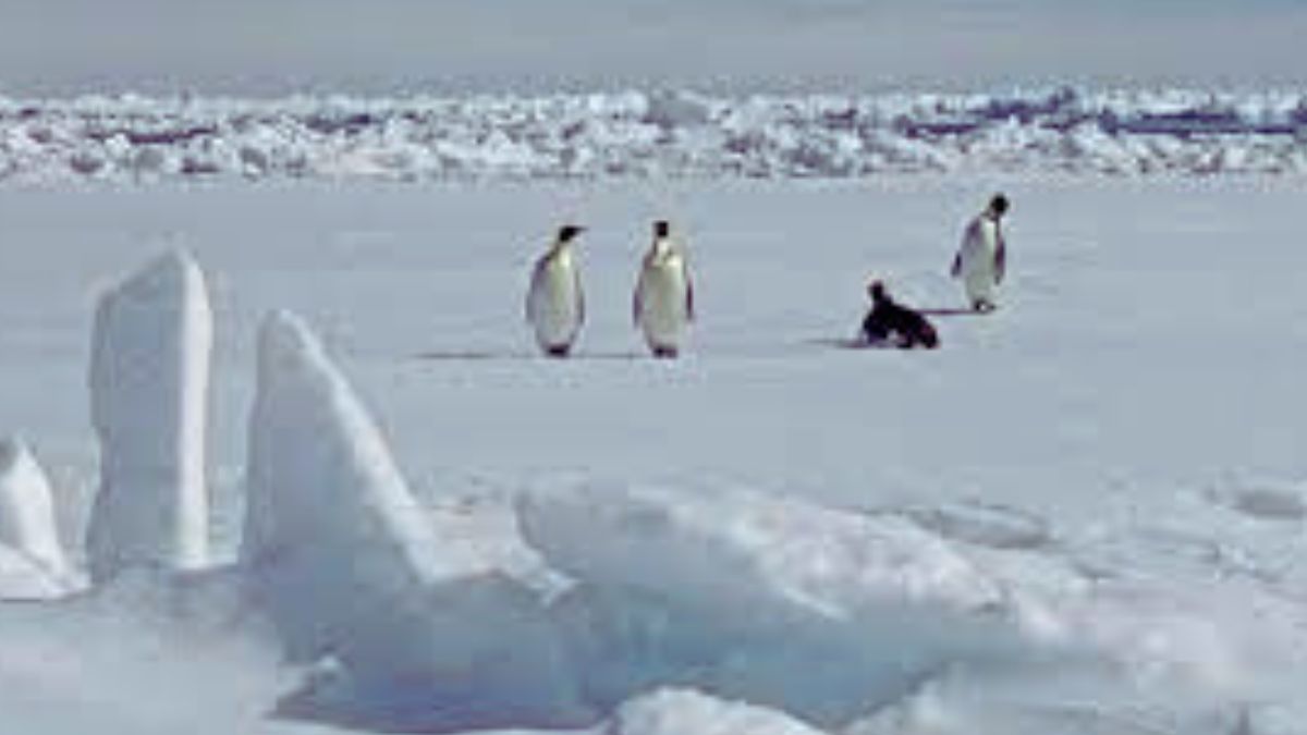 The Melting Sea Ice of Antarctica has Killed Thousands of Emperor Penguins. Here's All You Need To Know!