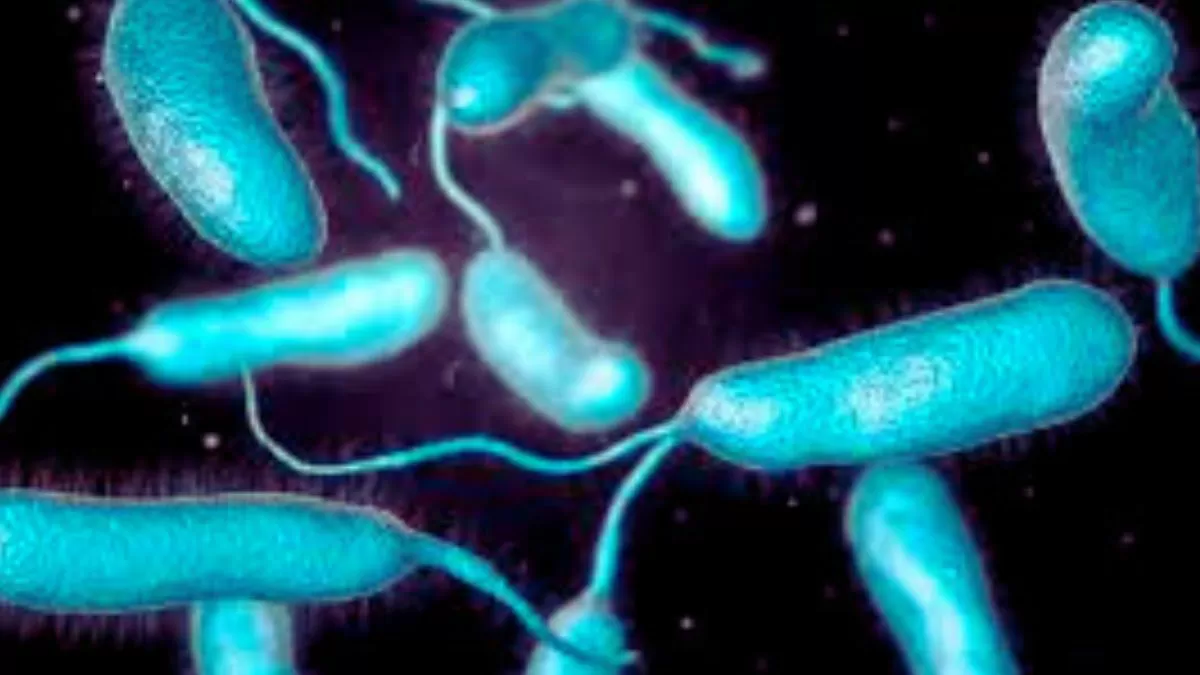 What is Vibrio Vulnificus?