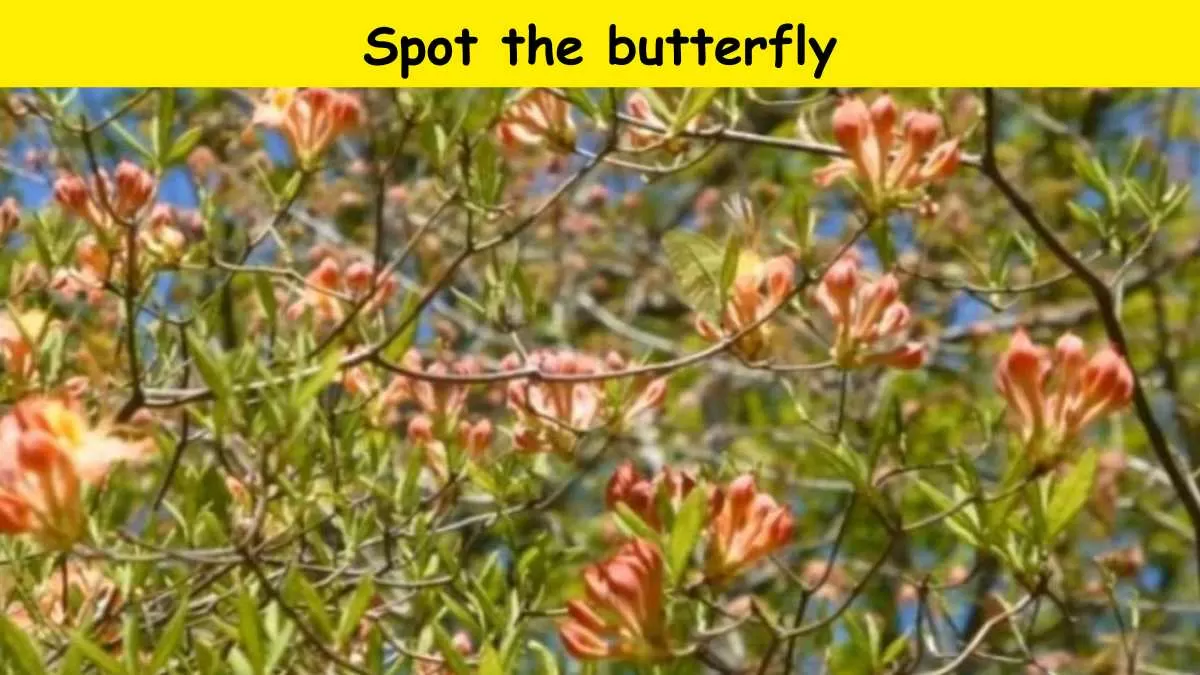 Spot the butterfly