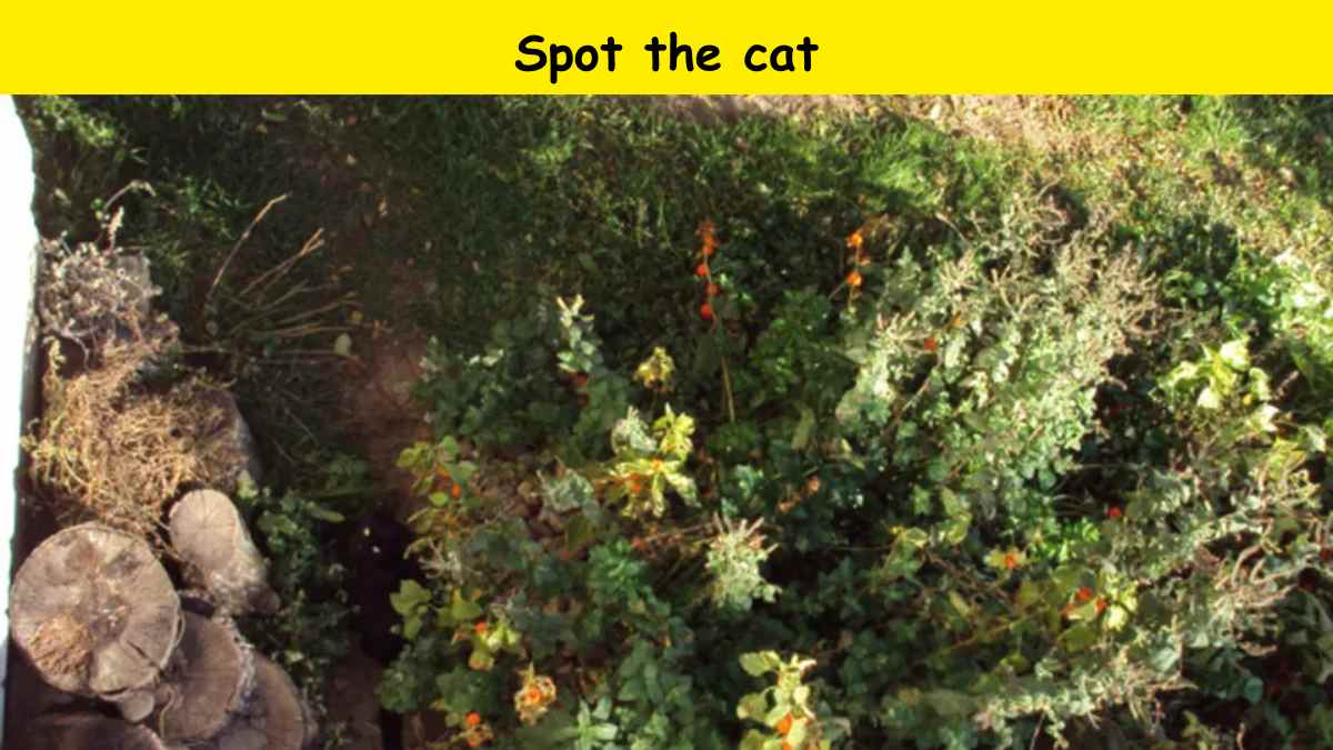 You have the sharpest eyes if you can spot the cat hidden in the backyard in 7 seconds. 
