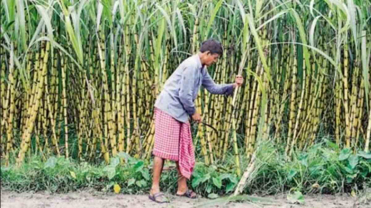 Ethanol Fuel: A Viable Alternative to Electric and ICE Cars in India?