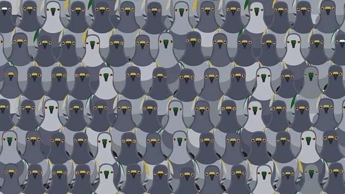 Optical Illusion for Testing Your IQ