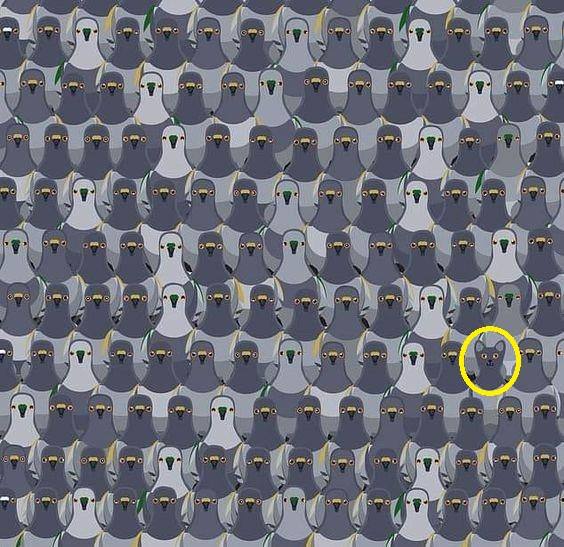 Optical Illusion For Testing Your IQ: Only 1% Can Spot The Cat Hidden ...