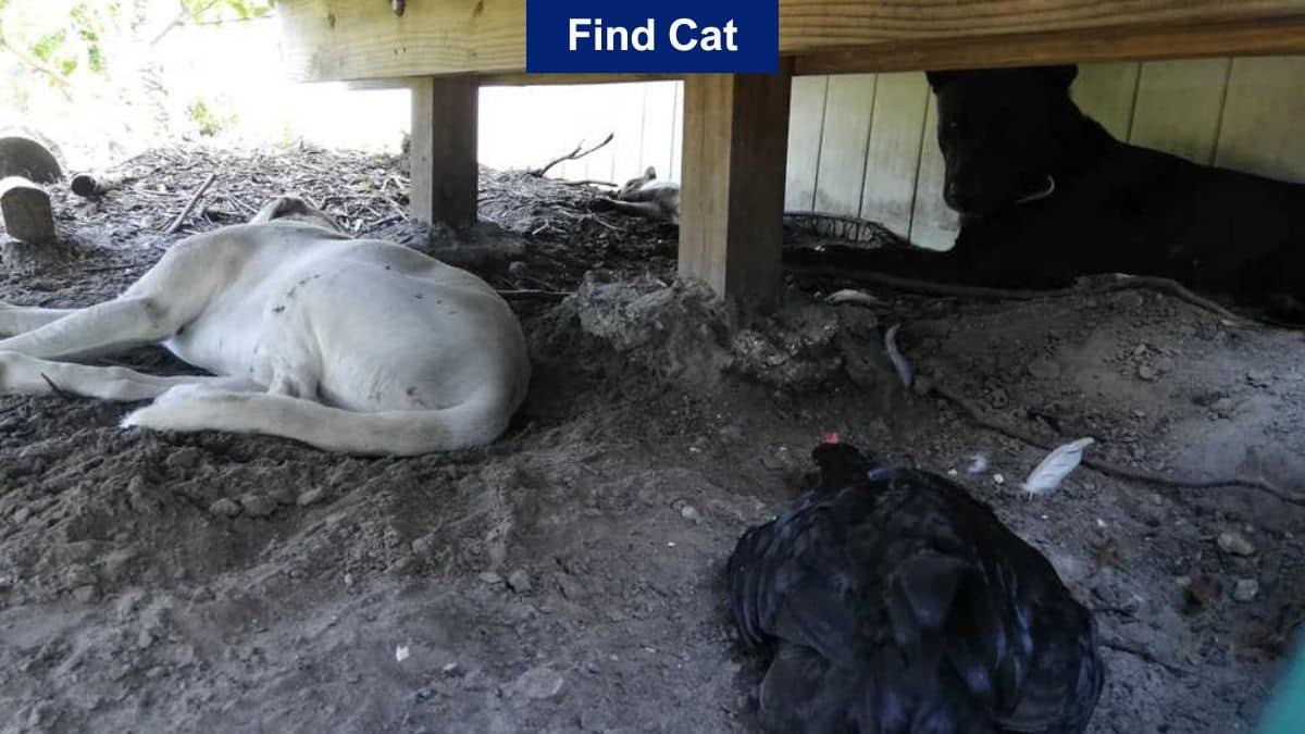 Optical Illusion to Test Your Vision: Find a Cat in 7 Seconds!