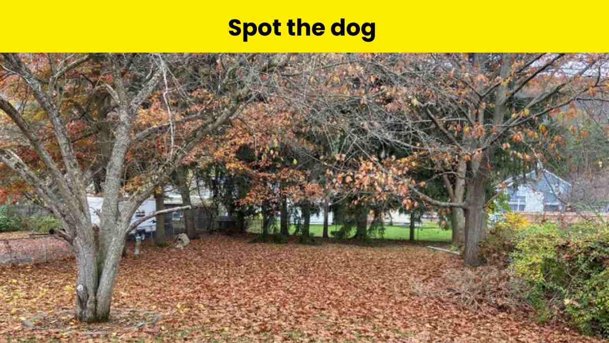 Impossible optical illusion challenge: Spot the dog at the park in 7 seconds.