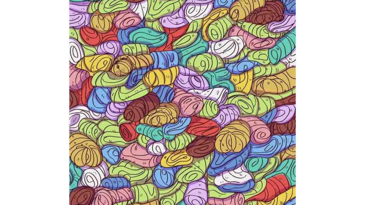 where is the dog in the towels