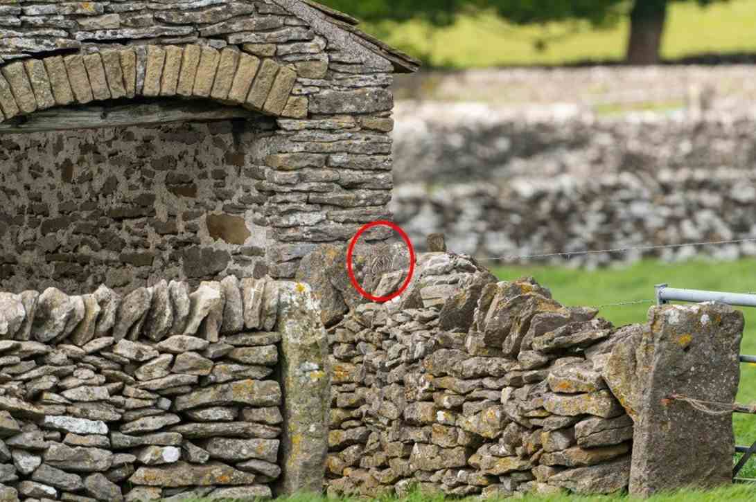 hidden animals illusion answers