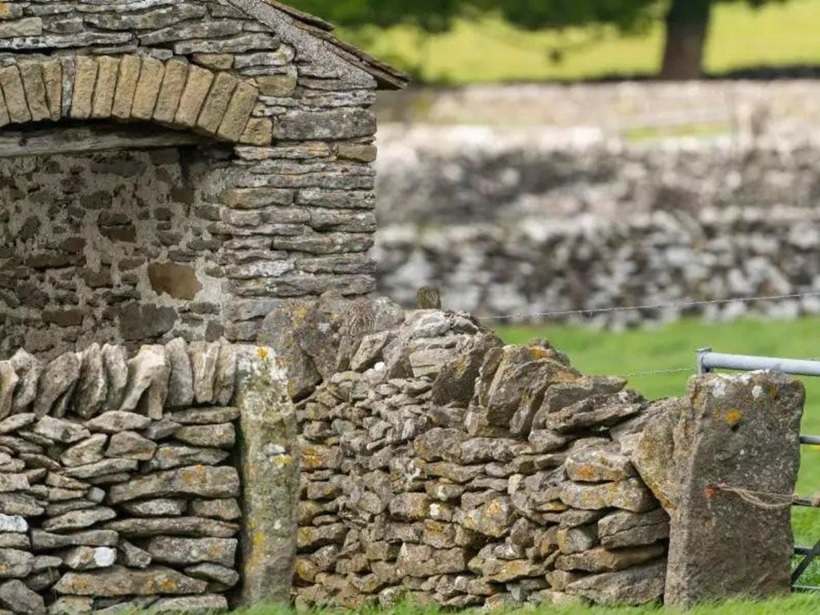 hidden animal optical illusion challenge