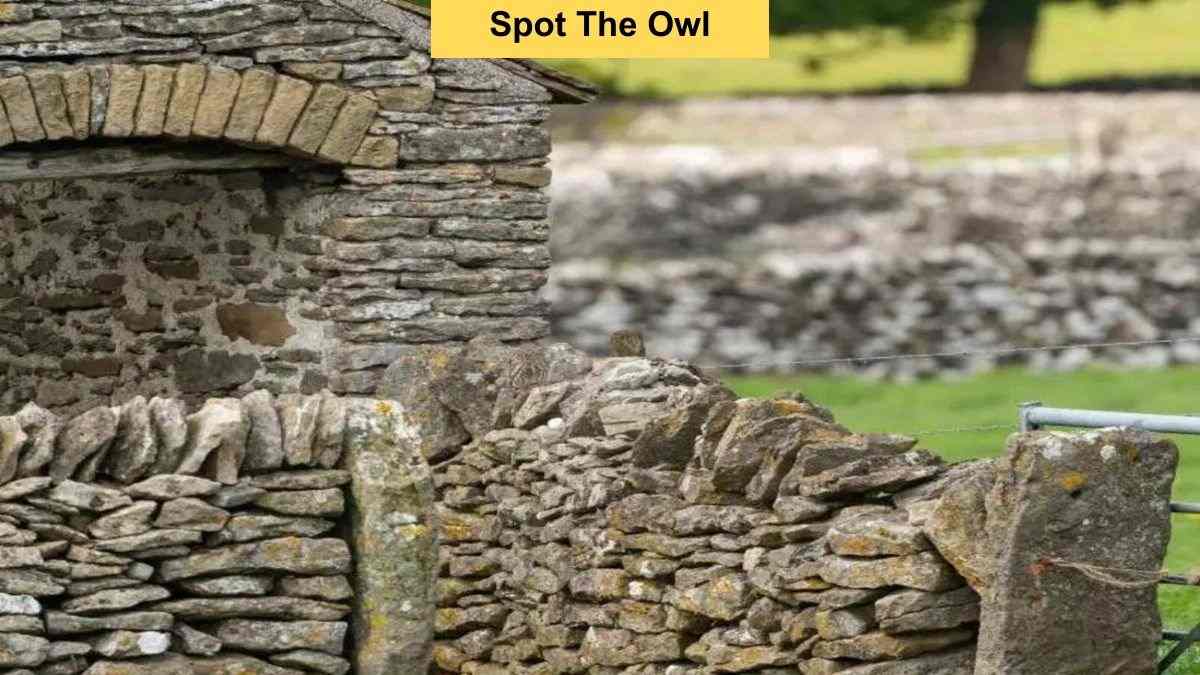 Vision Challenge: Spot The Owl Hidden In This Picture Within 7 Seconds!