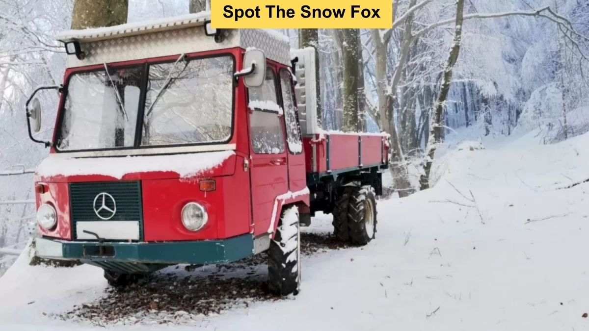 Only Eagle Eyes Can Spot The Snow Fox In 8 Seconds!