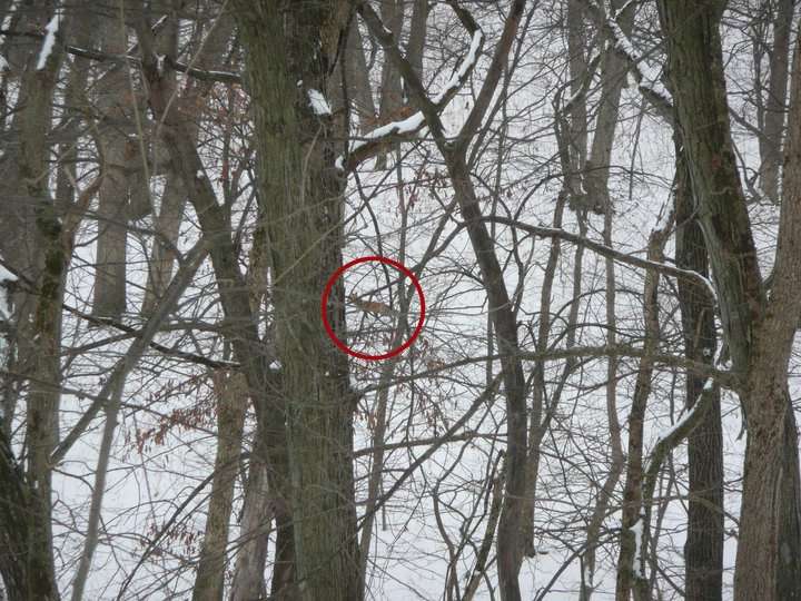 hidden fox optical illusion answers