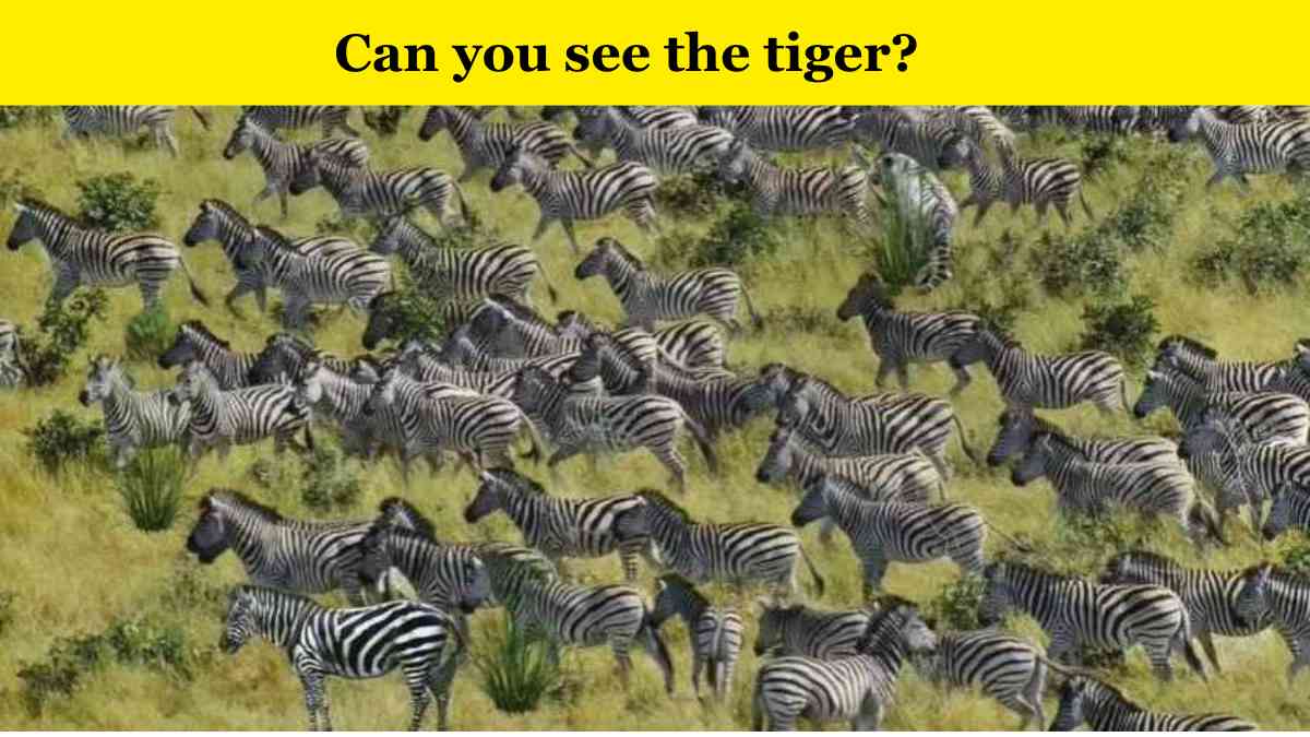 Optical Illusion Observation Test: Can you spot the tiger hidden among ...