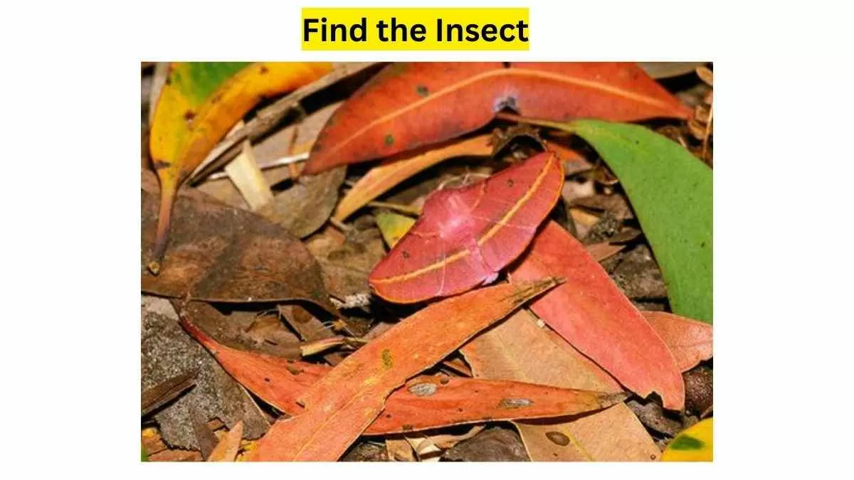 Do you see any moth here?