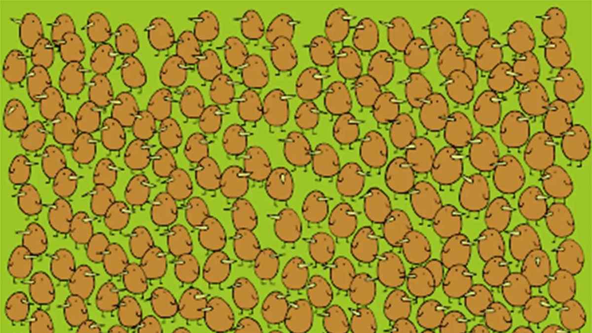 Only 1% With Hawk-Eyes Vision Can Spot All The Four Kiwis Hidden In 11 Seconds! 