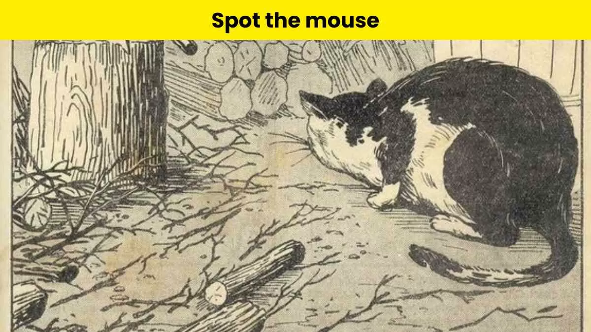 https://img.jagranjosh.com/images/2023/December/13122023/spot-the-mouse-hiding-from-cat.webp