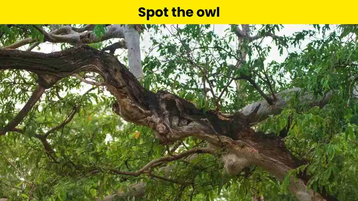 Spot the owls in 6 seconds
