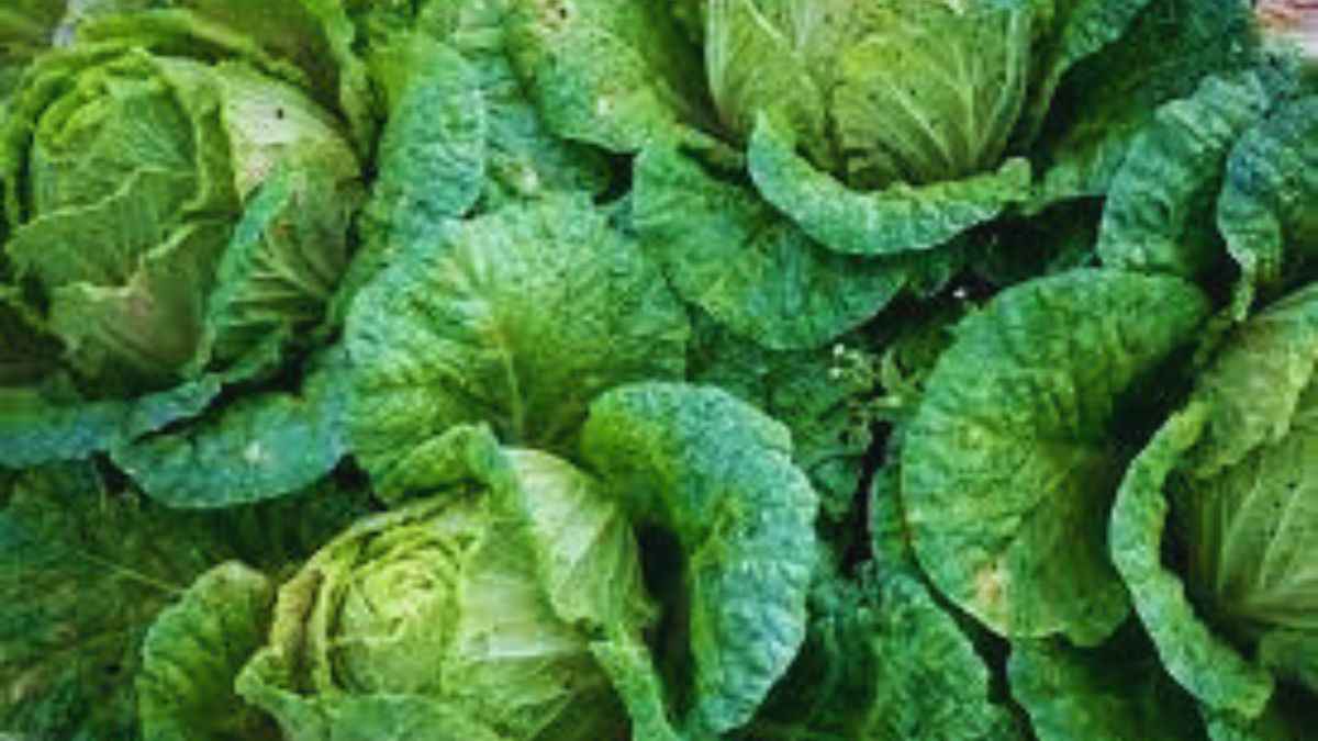 This unique cabbage mutation could enhance crop yield. Here's everything to know