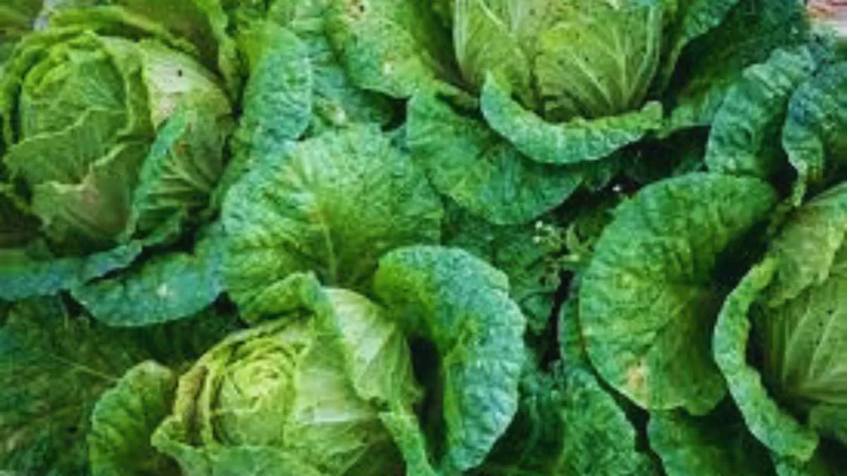 This unique cabbage mutation could enhance crop yield. Here's everything to know