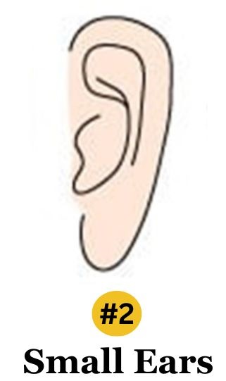 Small Ears Personality Traits
