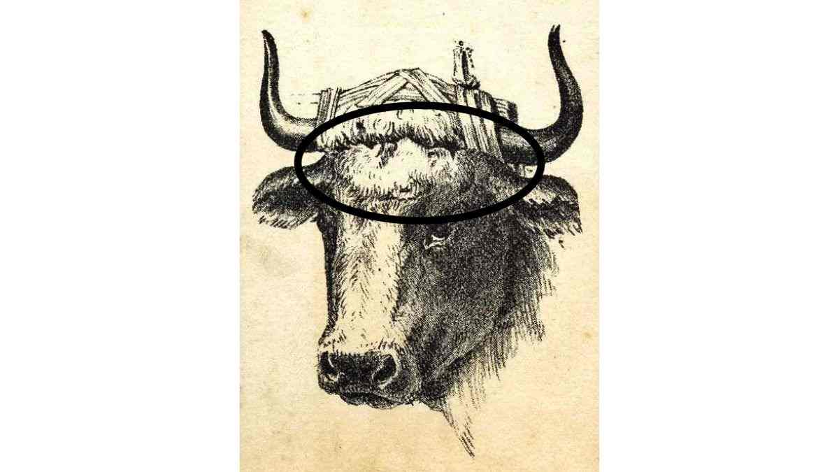 the herdsman is here in the picture