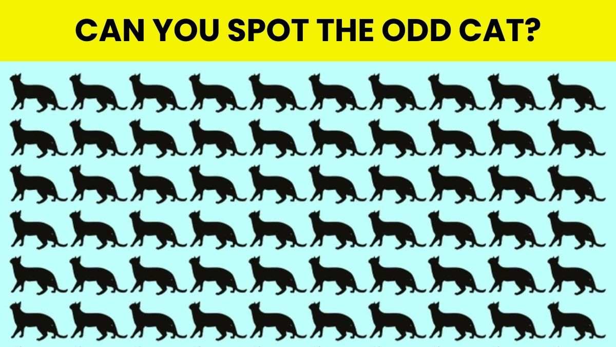 Brain Teaser For IQ Test: Can You Spot the ODD Kitty Hidden In the Picture Within 15 secs?