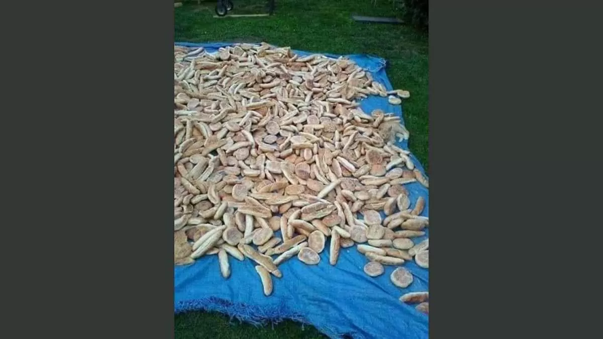 Find the cat