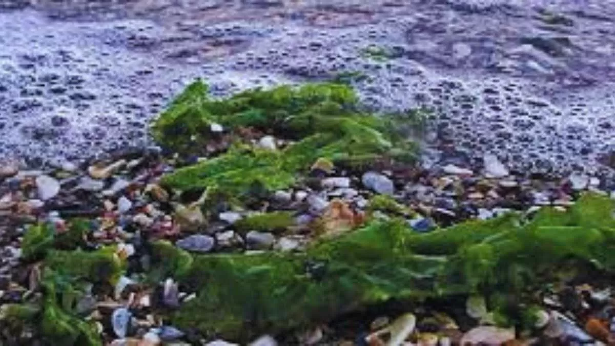 This algae can act as a meat alternative. Here's what the researchers say