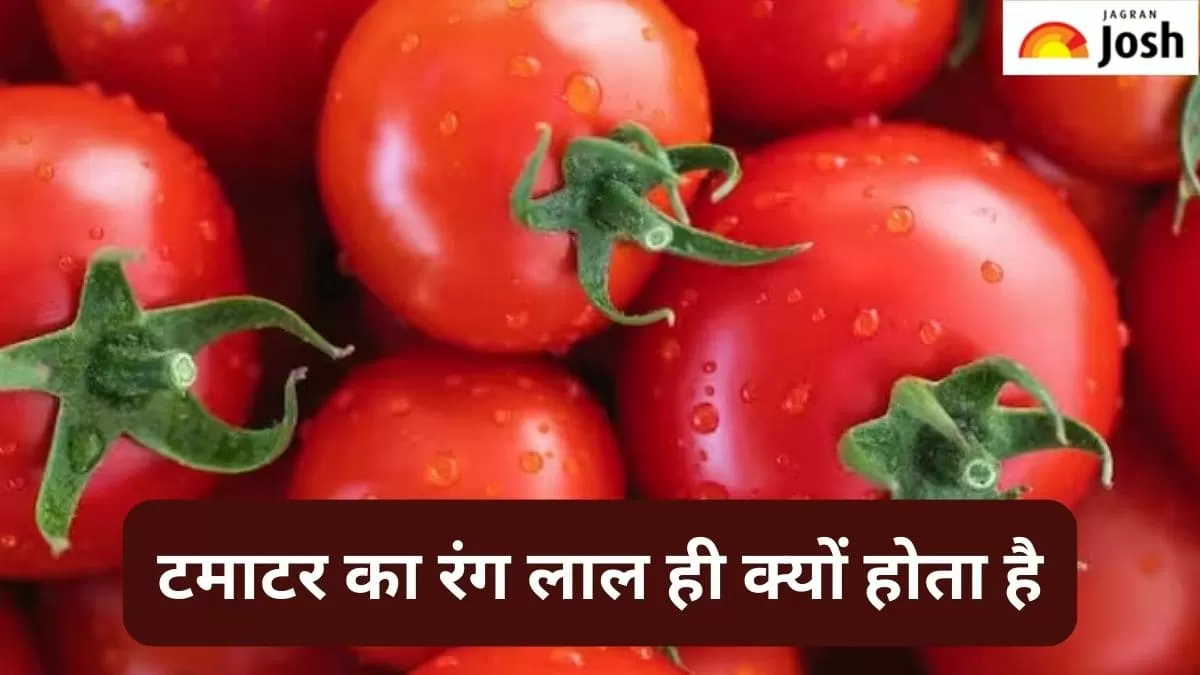टमाटर का लाल रंग 